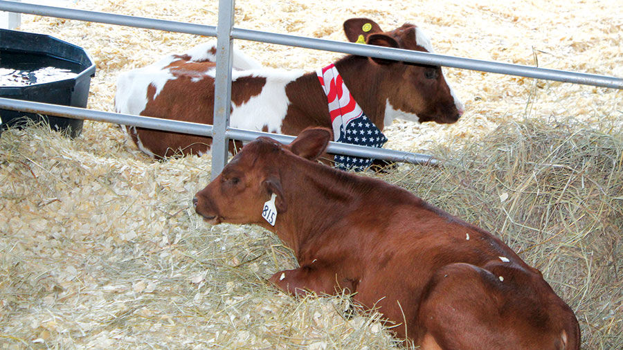 Calves rest in the Children’s Barnyard area.